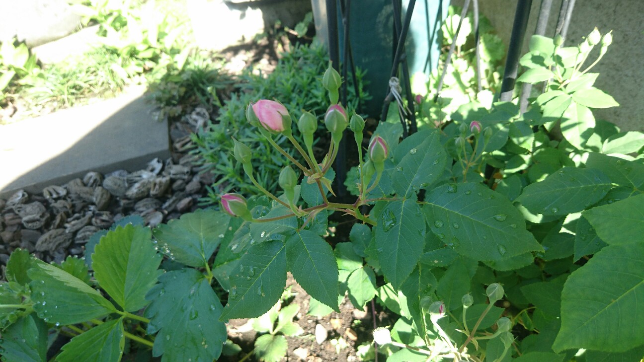 f:id:y-garden:20160523213349j:image f:id:y-garden:20160523213349j:image