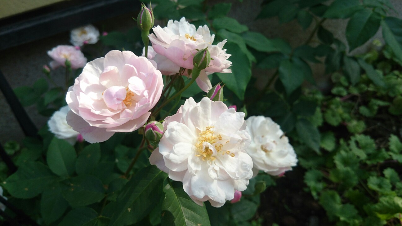 f:id:y-garden:20160523213521j:image f:id:y-garden:20160523213521j:image