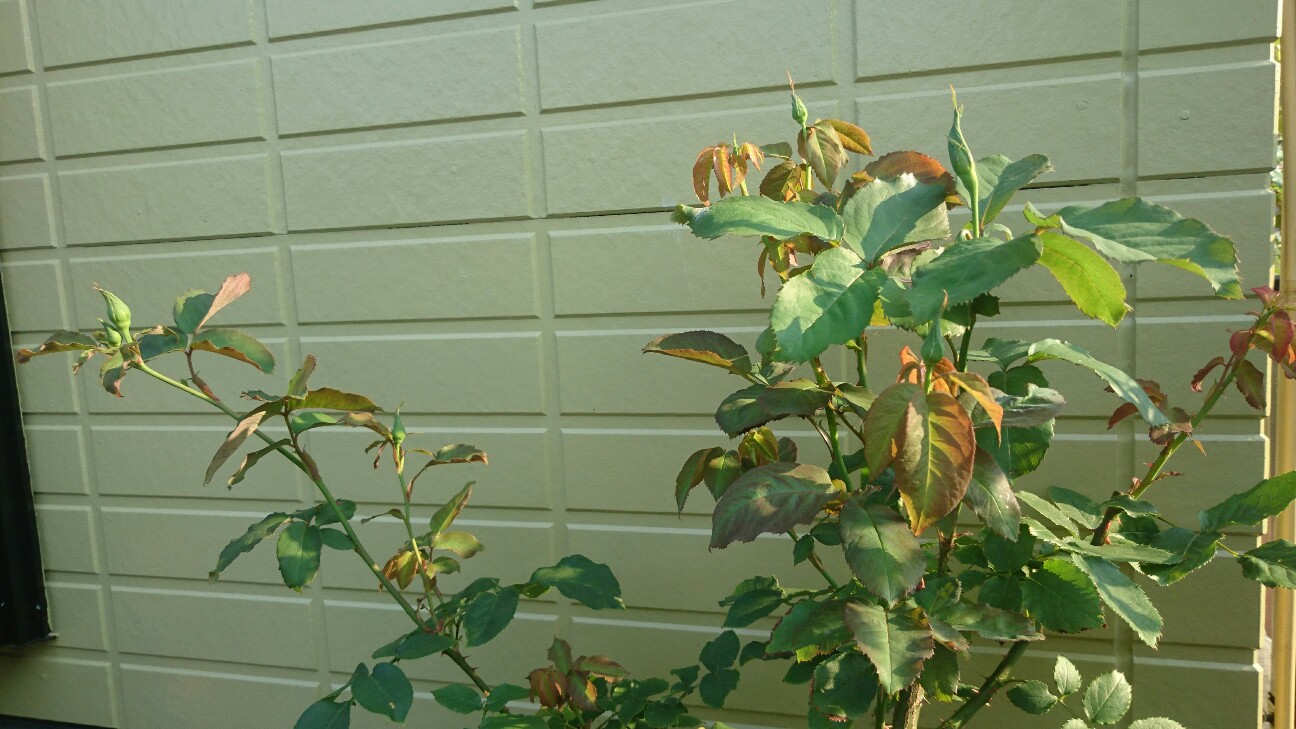 f:id:y-garden:20160524065934j:image f:id:y-garden:20160524065934j:image