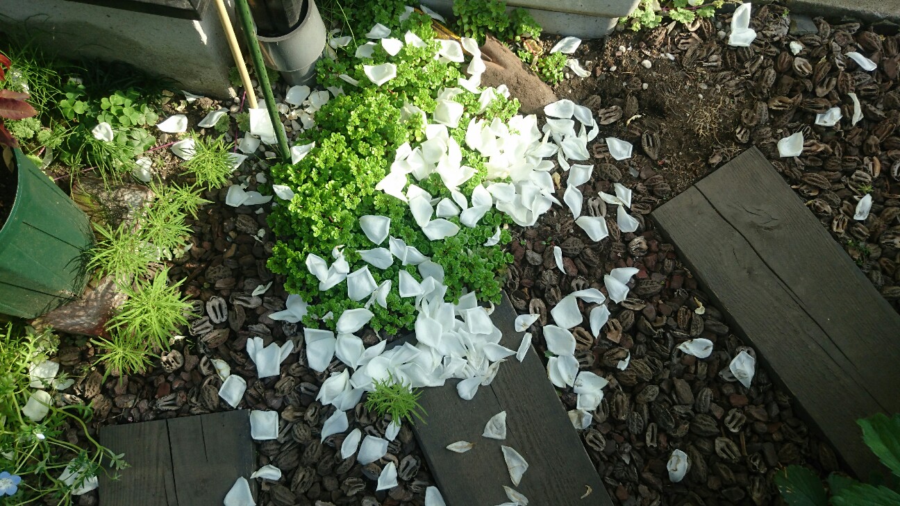 f:id:y-garden:20160524184449j:image f:id:y-garden:20160524184449j:image