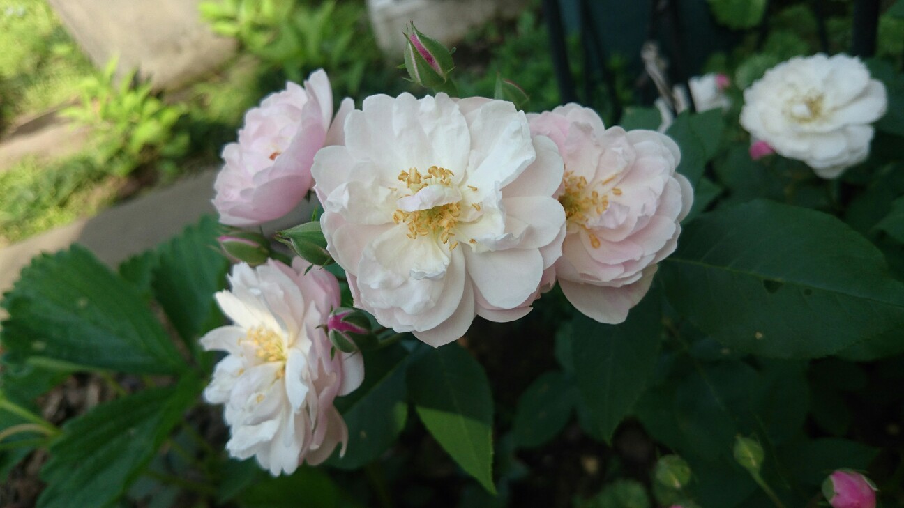 f:id:y-garden:20160524200916j:image f:id:y-garden:20160524200916j:image