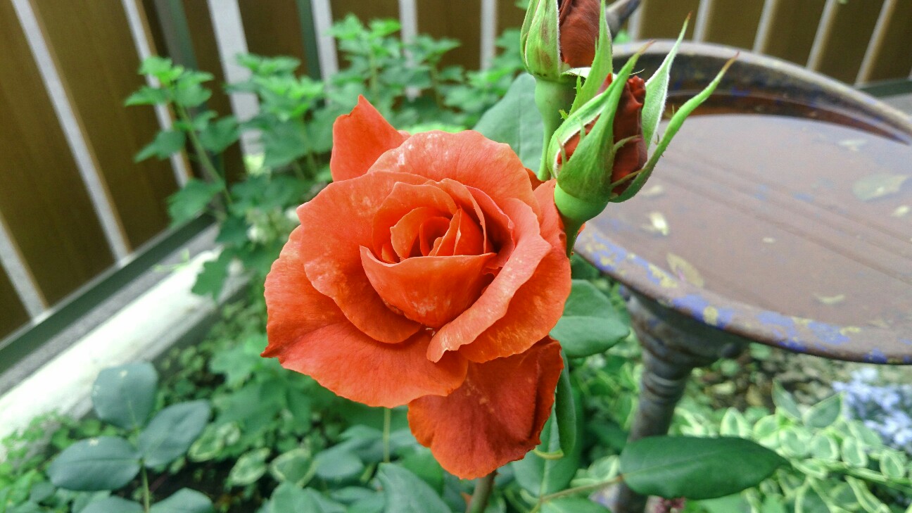 f:id:y-garden:20160528084742j:image f:id:y-garden:20160528084742j:image
