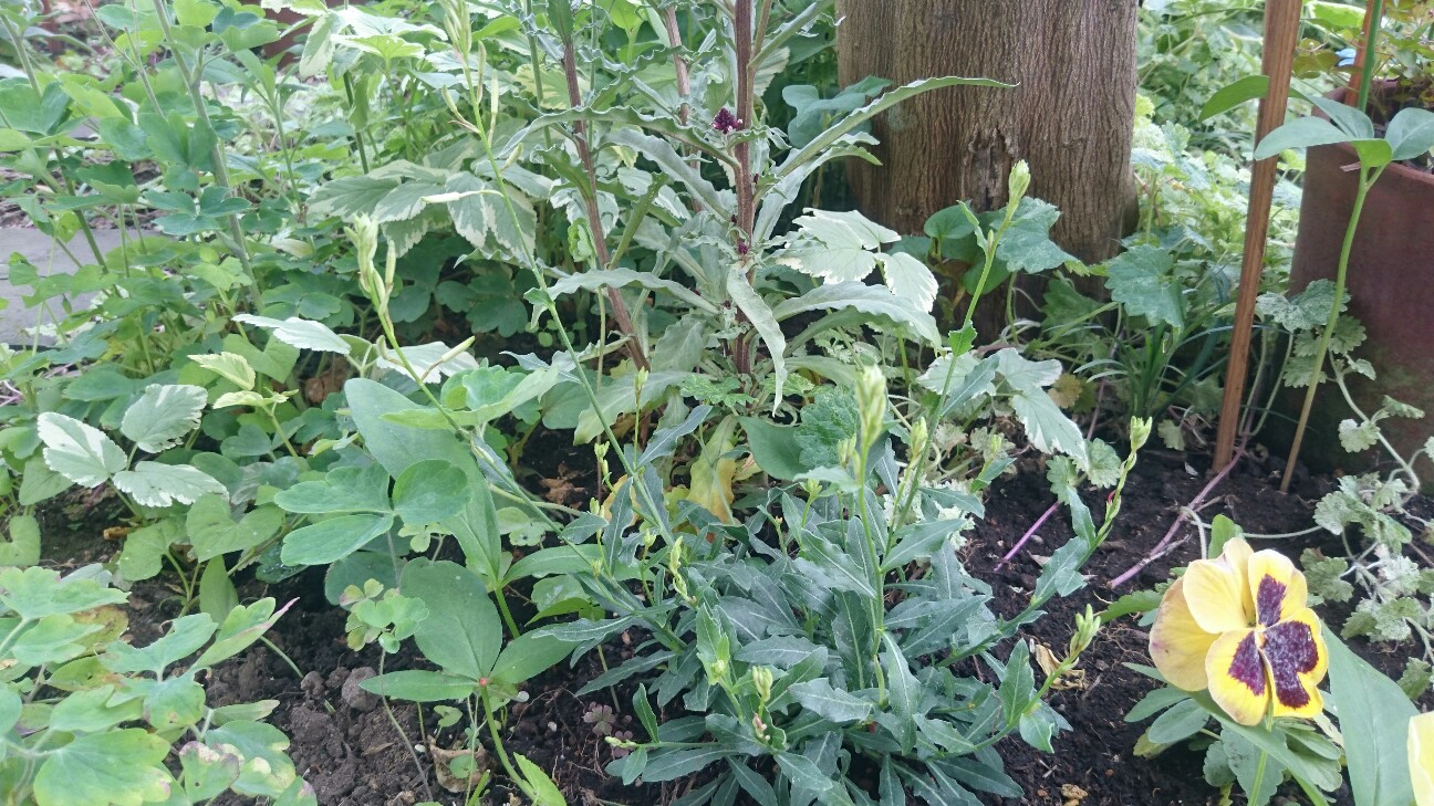 f:id:y-garden:20160528190853j:image f:id:y-garden:20160528190853j:image