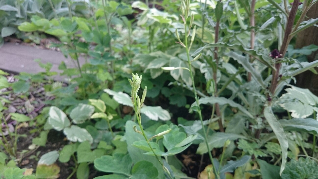 f:id:y-garden:20160528191403j:image f:id:y-garden:20160528191403j:image