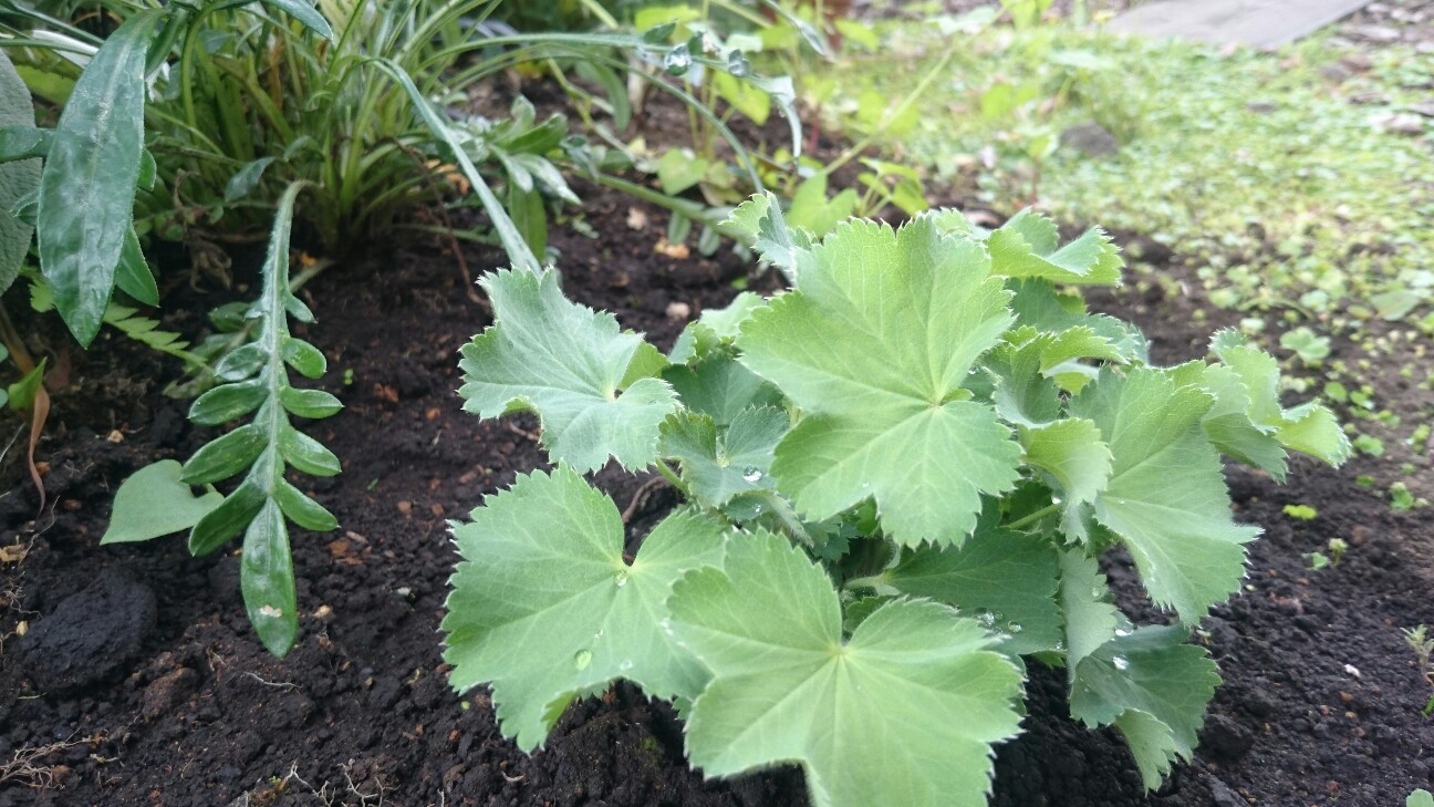 f:id:y-garden:20160528191442j:image f:id:y-garden:20160528191442j:image