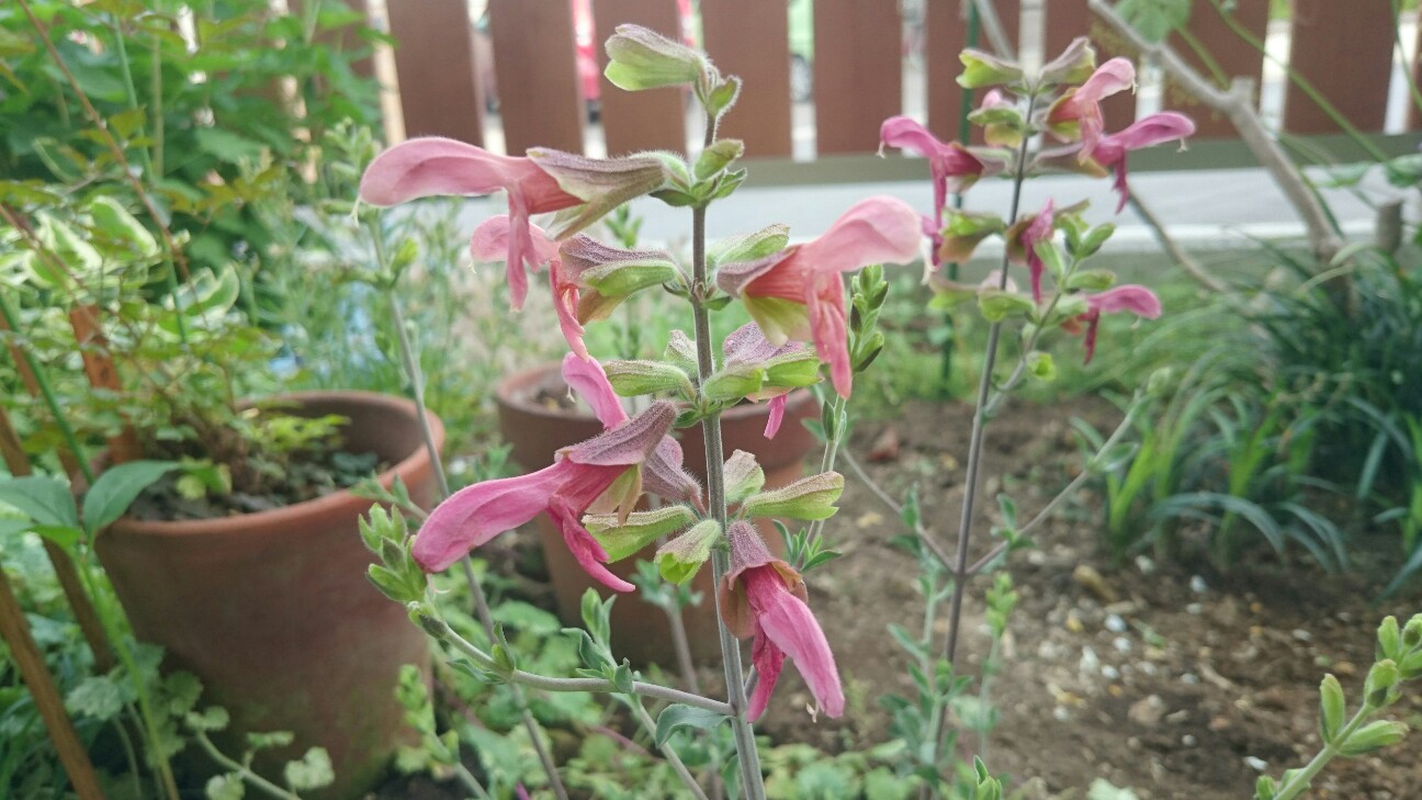 f:id:y-garden:20160528192145j:image f:id:y-garden:20160528192145j:image