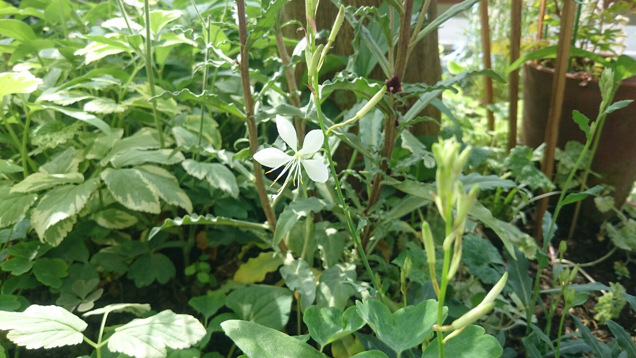 f:id:y-garden:20160529191649j:image f:id:y-garden:20160529191649j:image