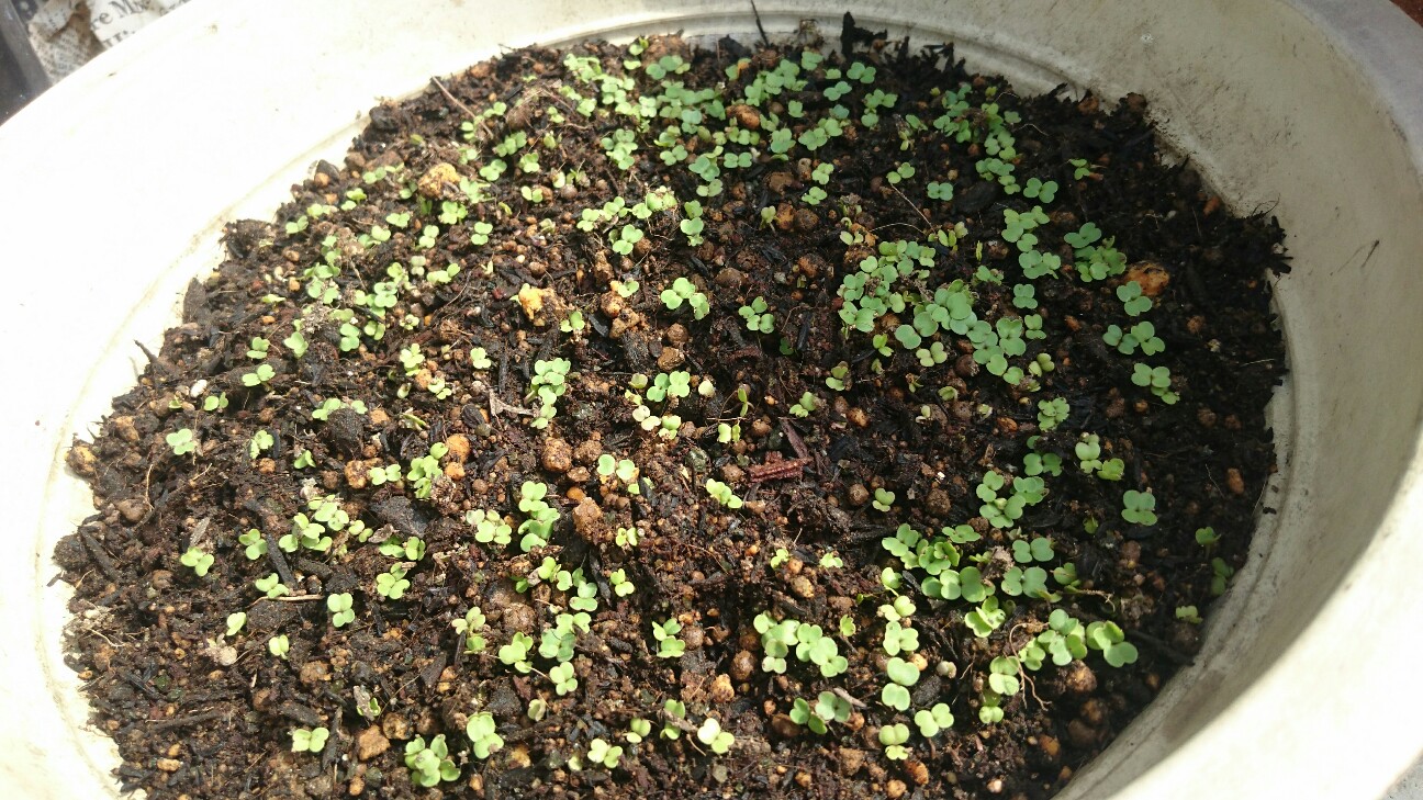 f:id:y-garden:20160529221834j:image f:id:y-garden:20160529221834j:image