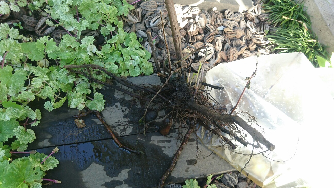 f:id:y-garden:20160601065601j:image