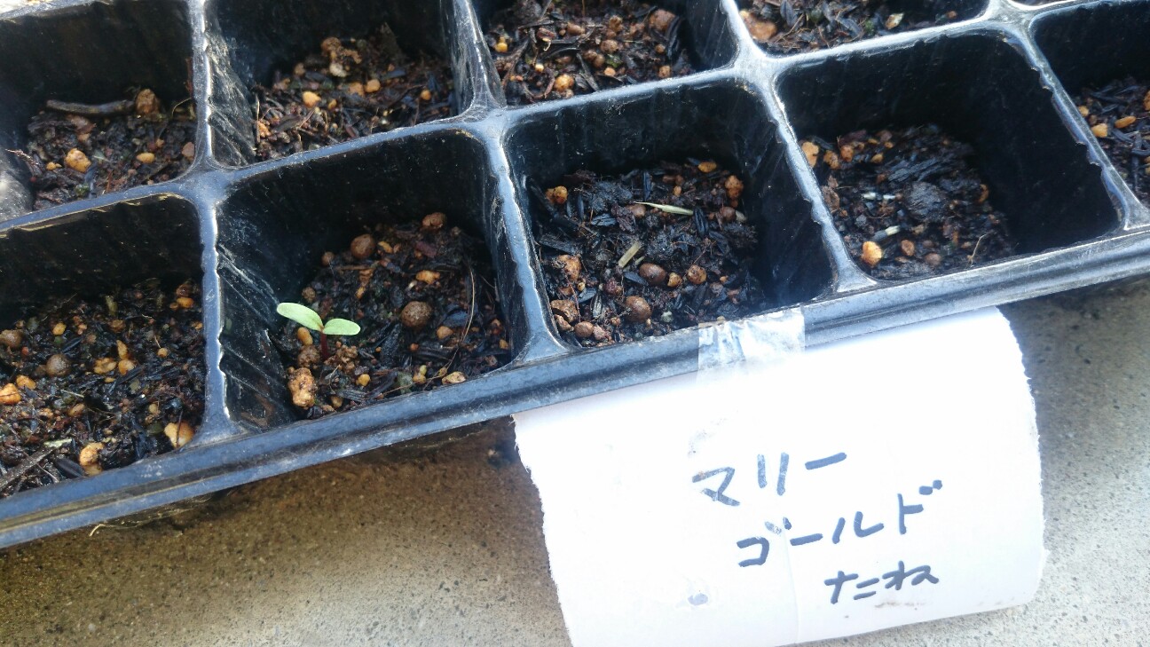 f:id:y-garden:20160601135302j:image f:id:y-garden:20160601135302j:image