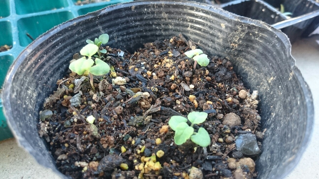 f:id:y-garden:20160601182617j:image f:id:y-garden:20160601182617j:image