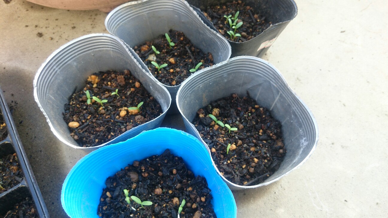 f:id:y-garden:20160601203931j:image f:id:y-garden:20160601203931j:image
