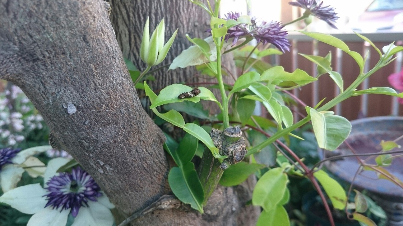 f:id:y-garden:20160601213350j:image f:id:y-garden:20160601213350j:image