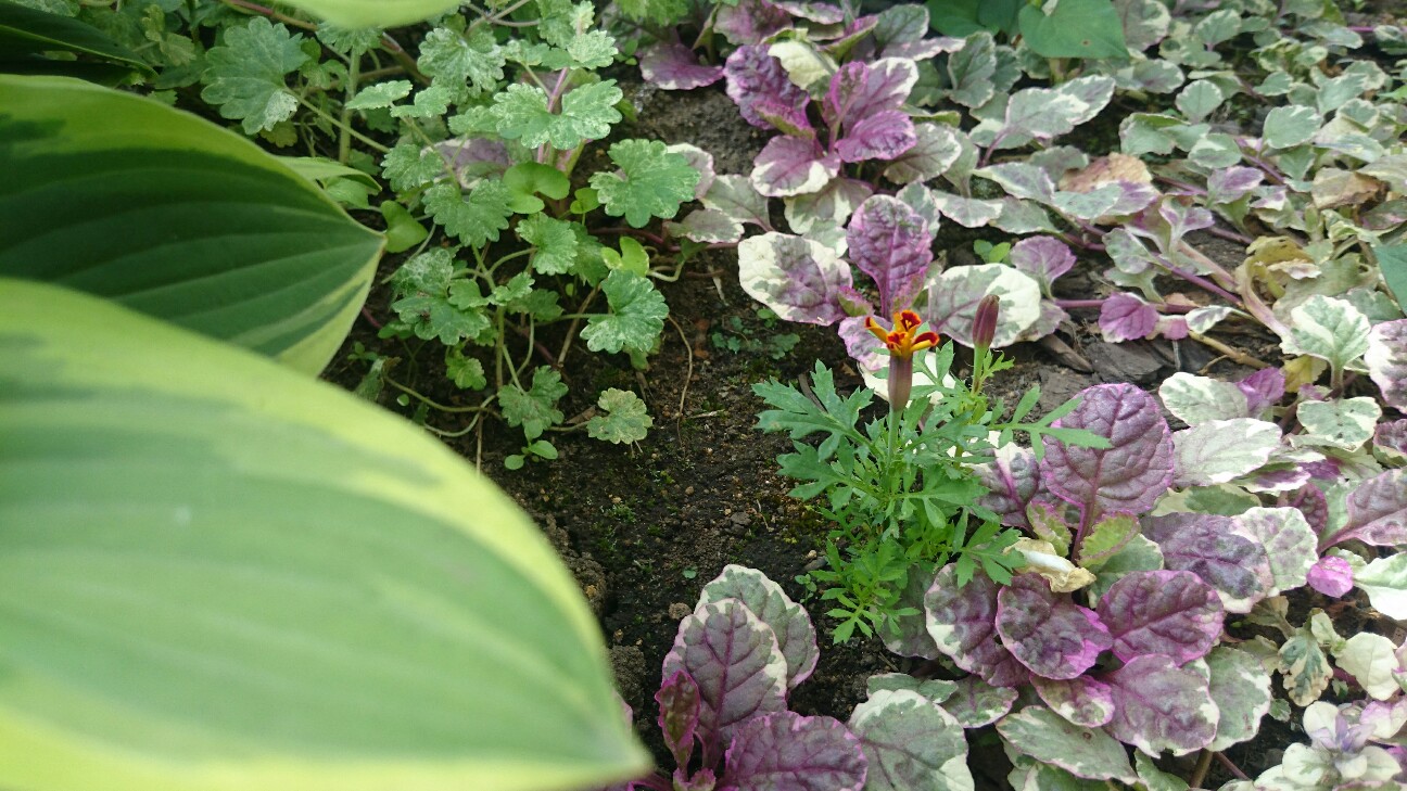 f:id:y-garden:20160601215002j:image f:id:y-garden:20160601215002j:image