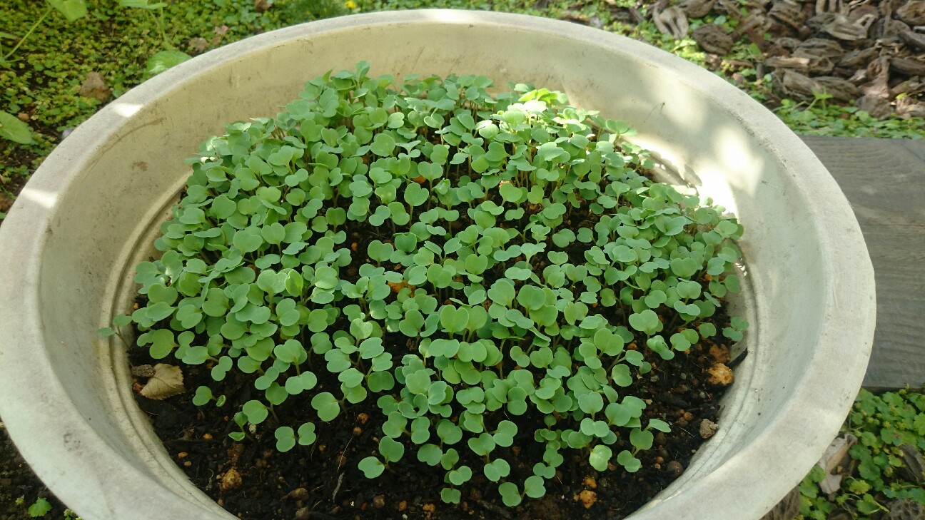 f:id:y-garden:20160602064319j:image f:id:y-garden:20160602064319j:image