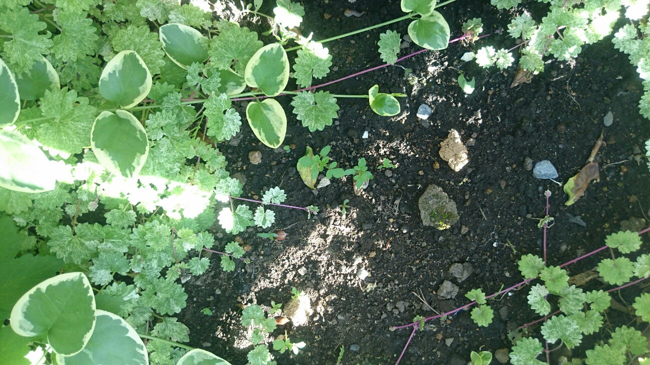f:id:y-garden:20160602064603j:image f:id:y-garden:20160602064603j:image