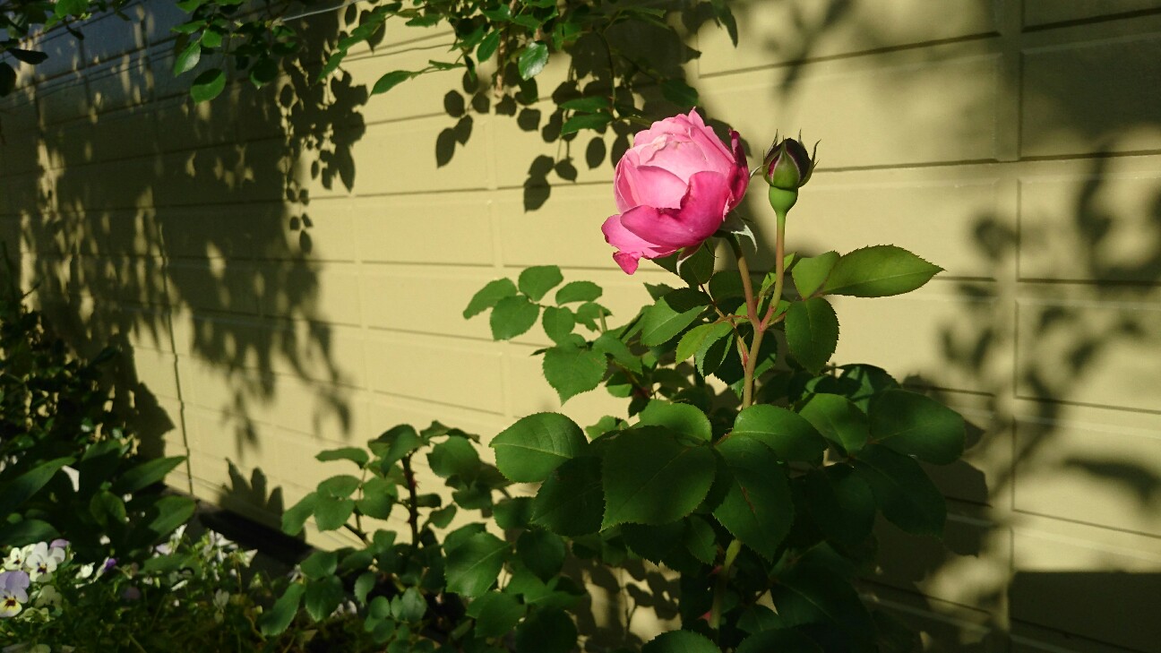 f:id:y-garden:20160602133647j:image f:id:y-garden:20160602133647j:image