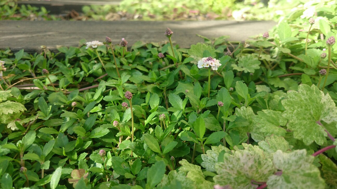 f:id:y-garden:20160603065515j:image f:id:y-garden:20160603065515j:image