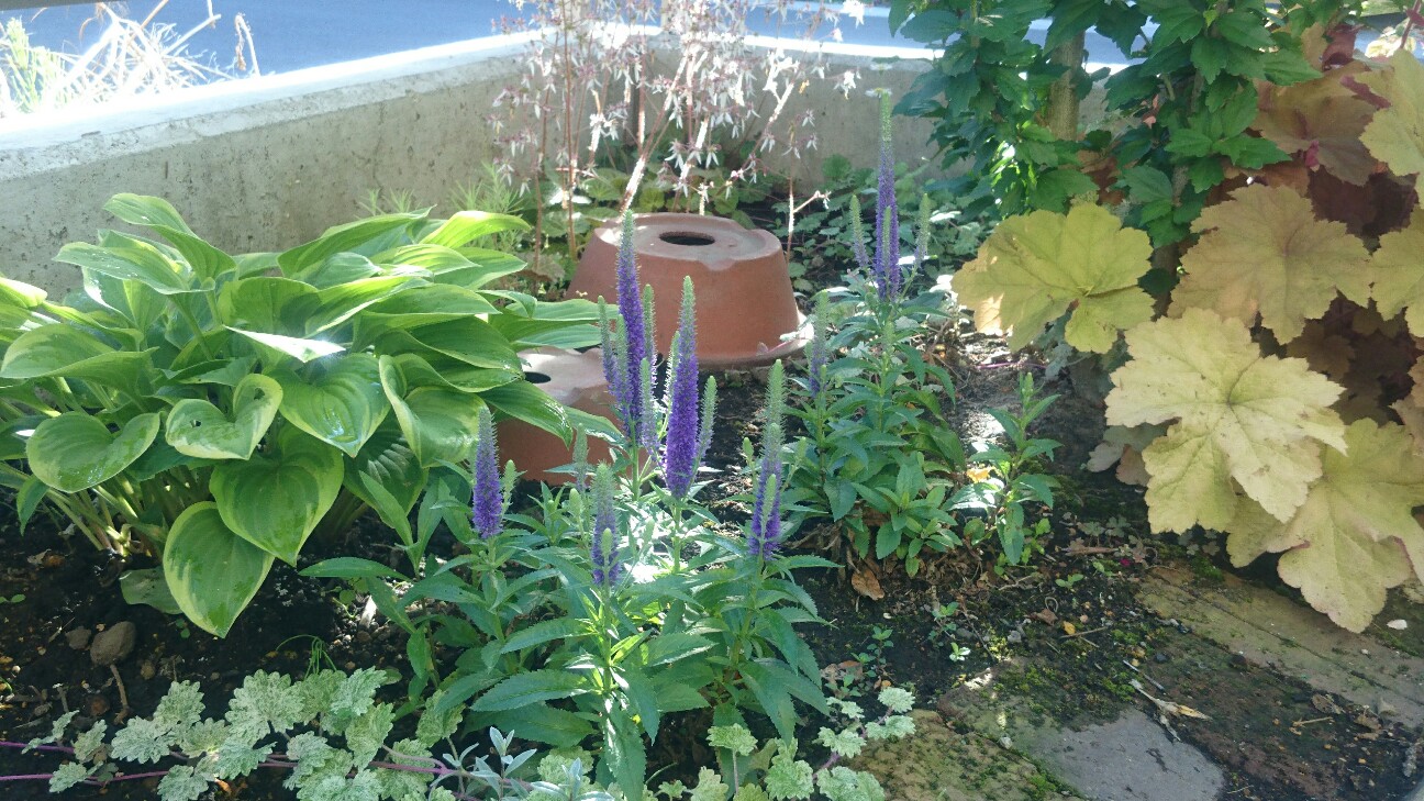 f:id:y-garden:20160603181900j:image f:id:y-garden:20160603181900j:image