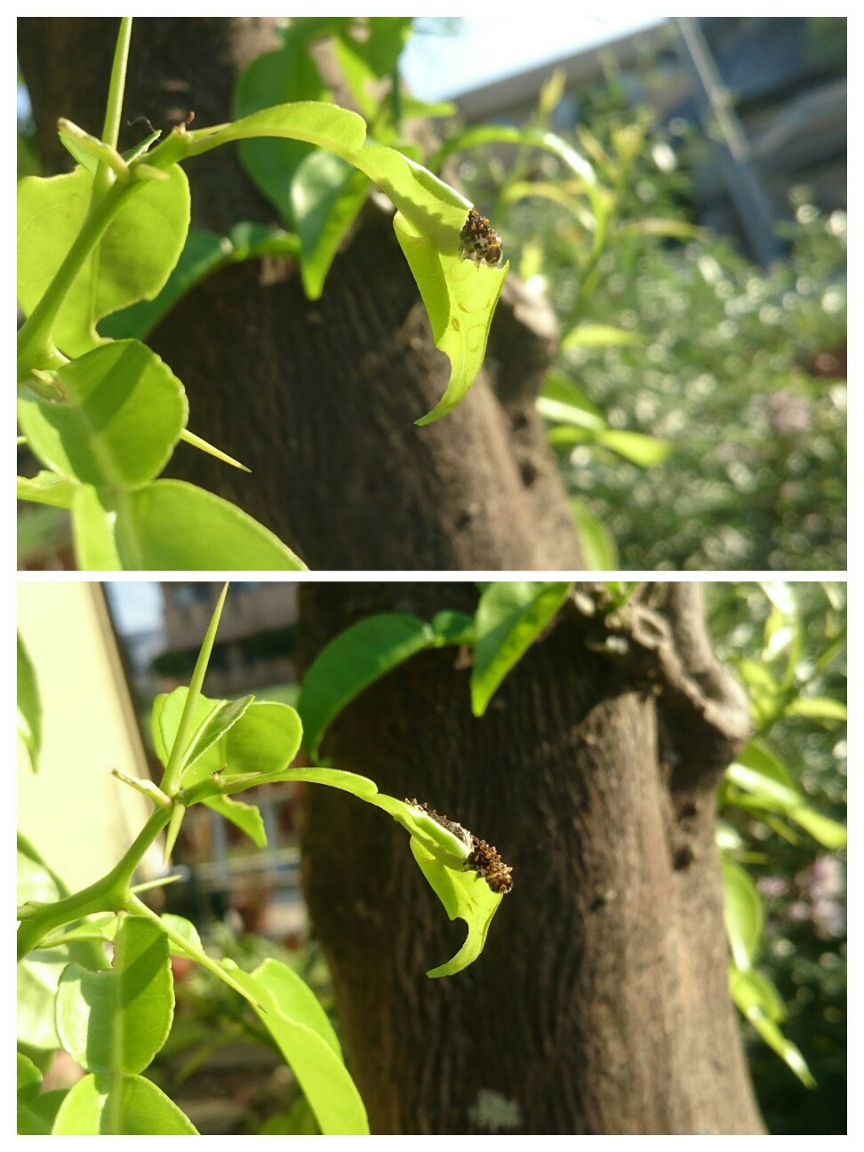 f:id:y-garden:20160604191421j:image f:id:y-garden:20160604191421j:image