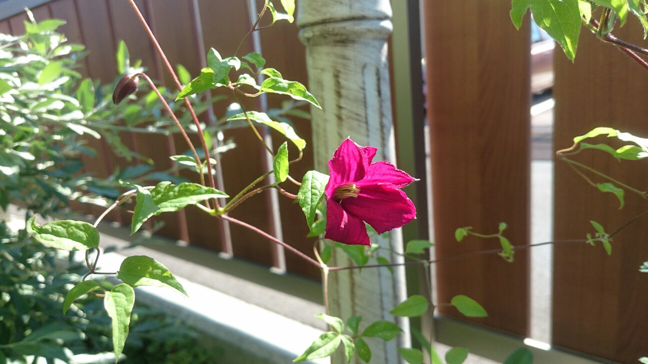 f:id:y-garden:20160605071623j:image f:id:y-garden:20160605071623j:image