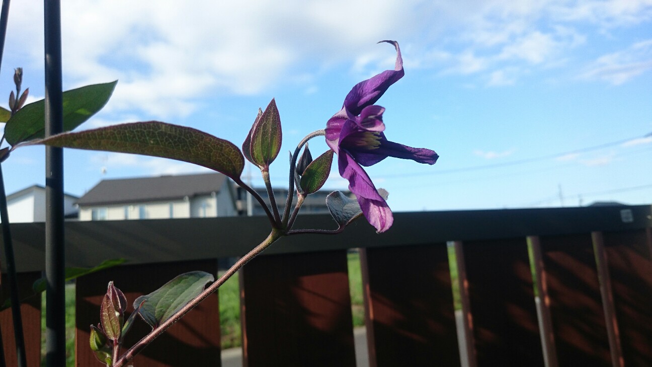 f:id:y-garden:20160605073041j:image f:id:y-garden:20160605073041j:image