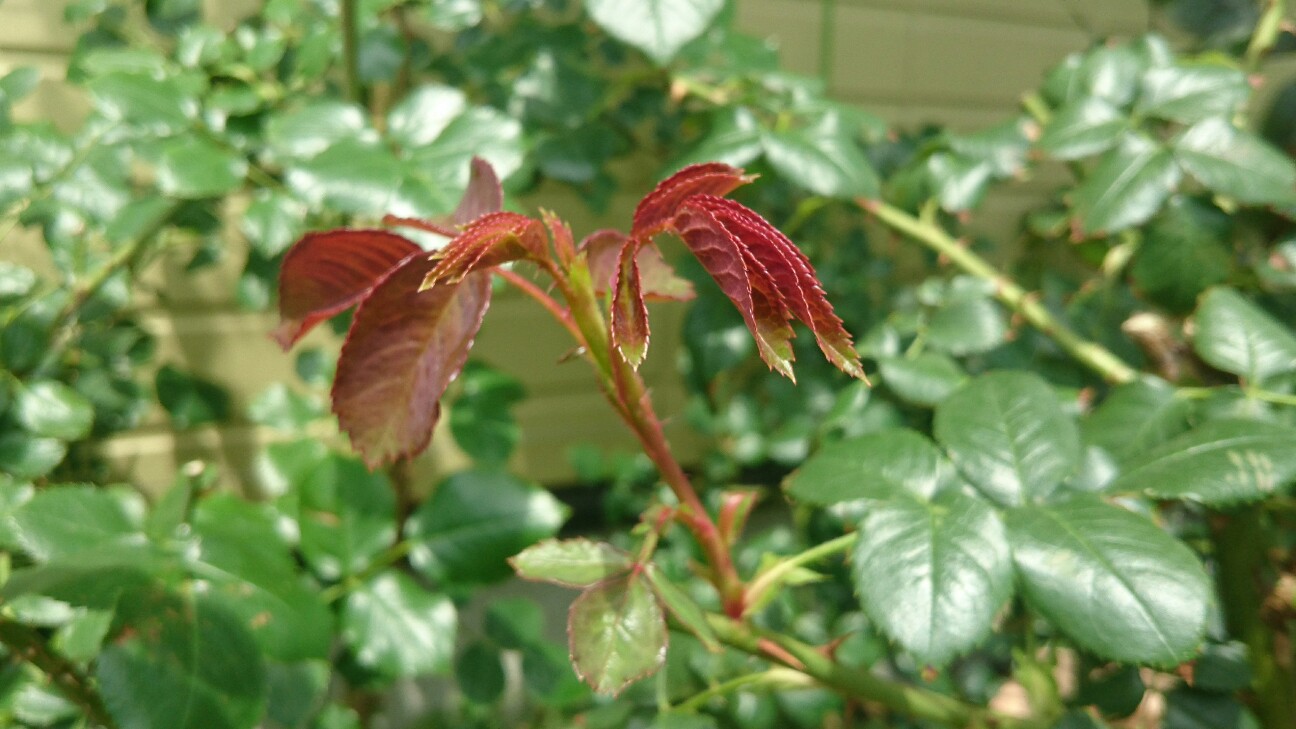 f:id:y-garden:20160608133133j:image f:id:y-garden:20160608133133j:image