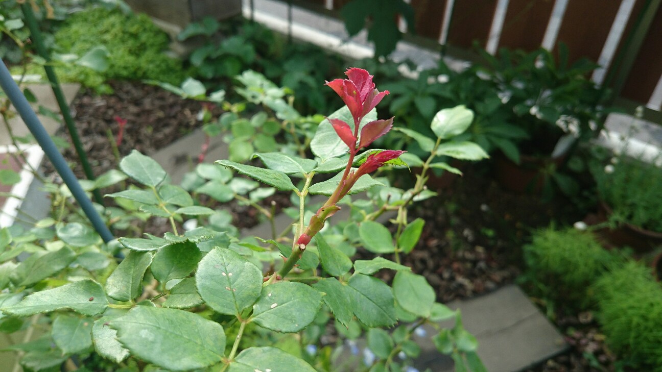 f:id:y-garden:20160608133330j:image f:id:y-garden:20160608133330j:image