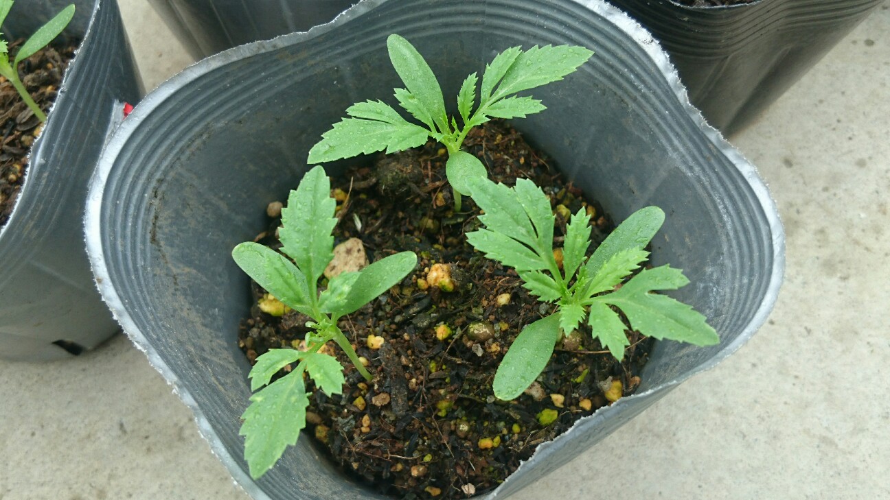 f:id:y-garden:20160609074904j:image f:id:y-garden:20160609074904j:image