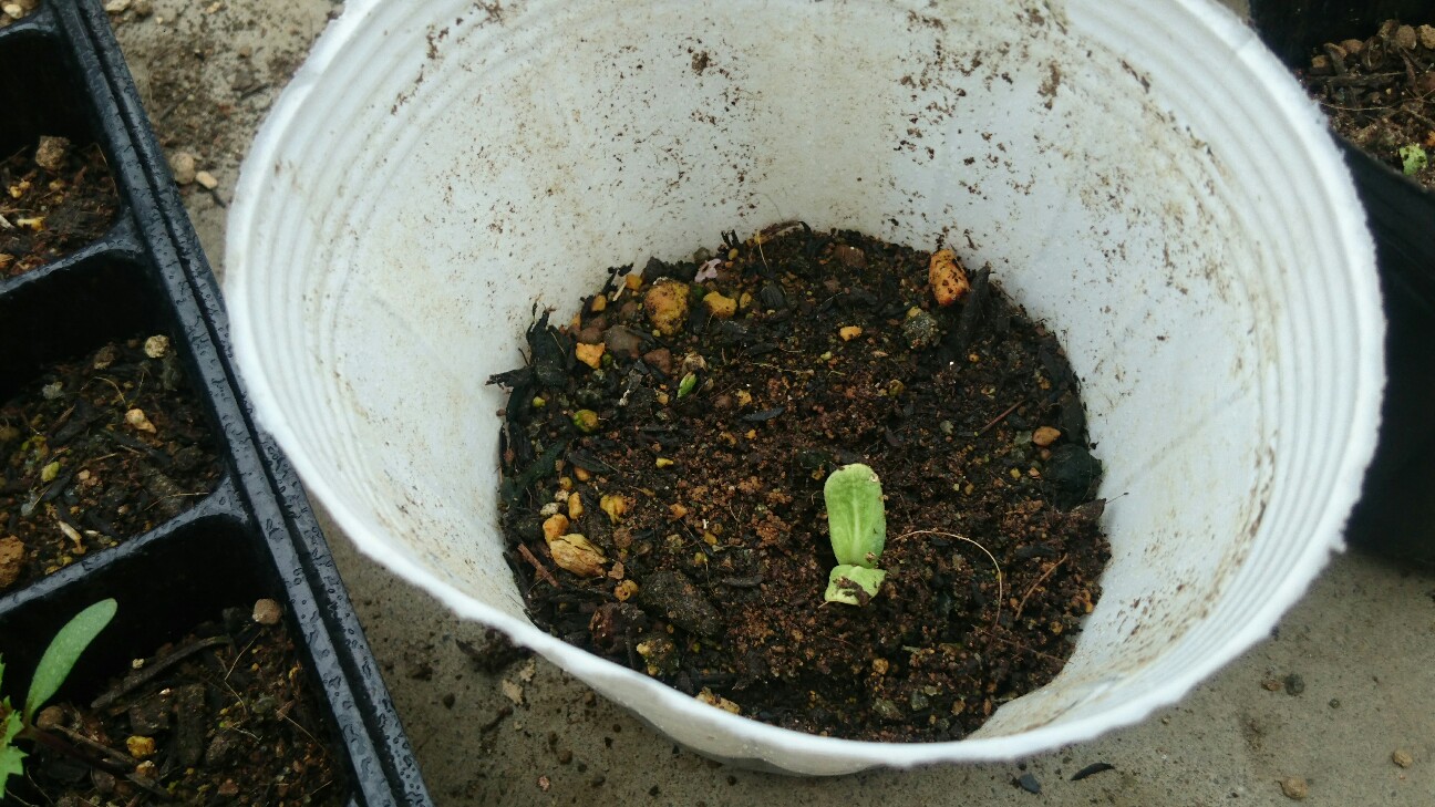 f:id:y-garden:20160609074917j:image f:id:y-garden:20160609074917j:image