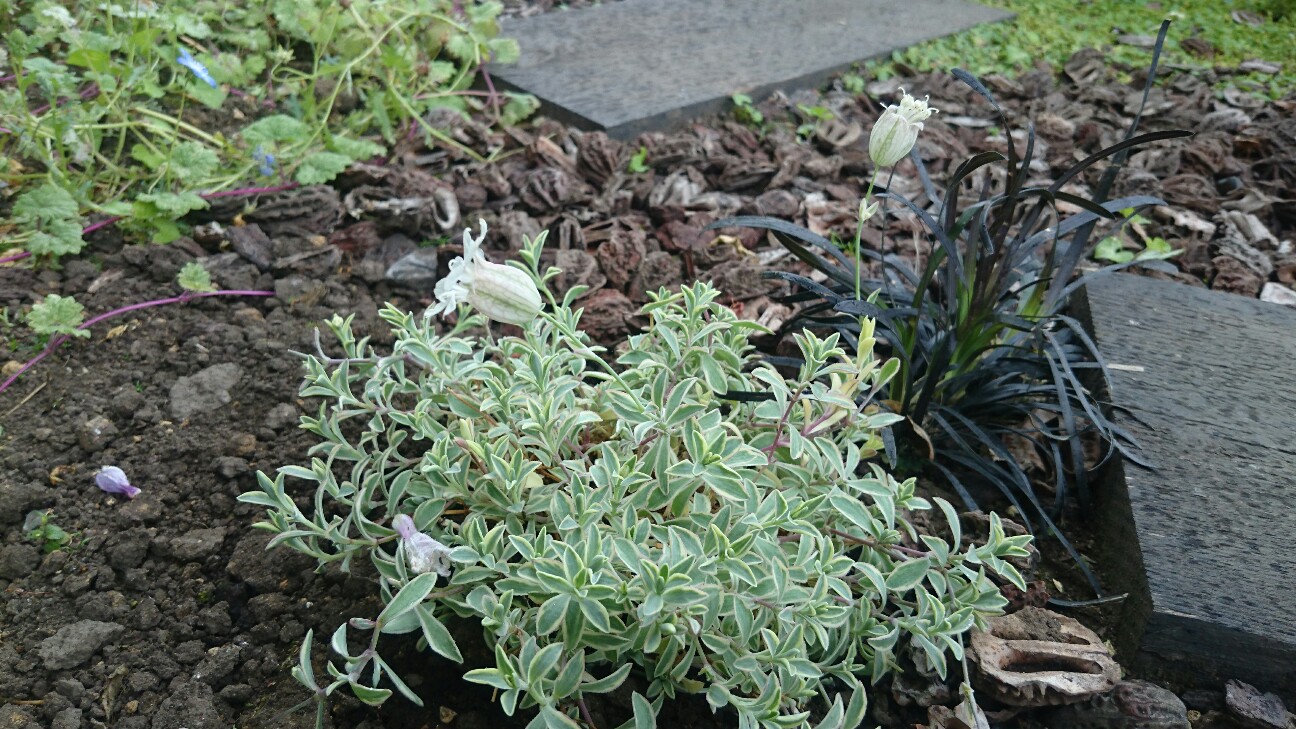 f:id:y-garden:20160609133408j:image f:id:y-garden:20160609133408j:image