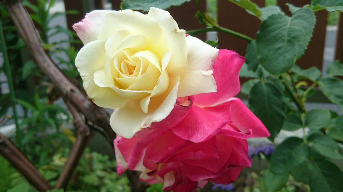 f:id:y-garden:20160609212946j:image f:id:y-garden:20160609212946j:image