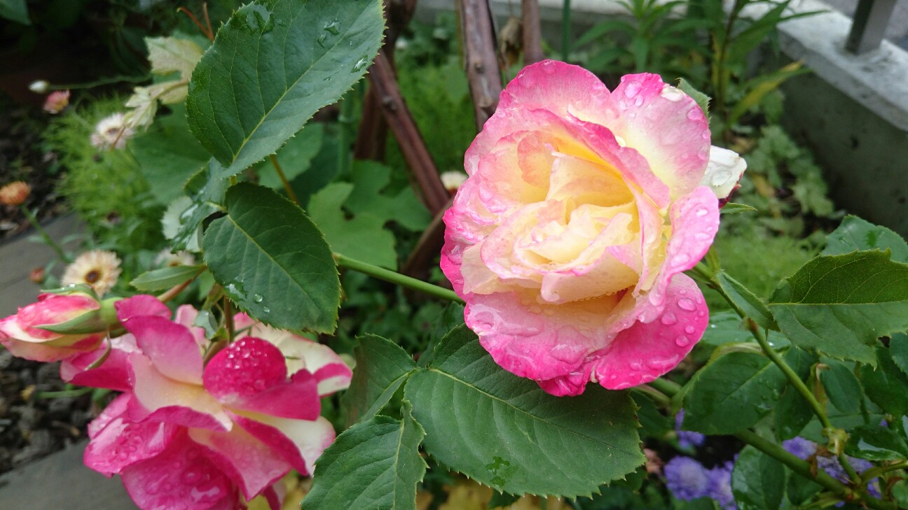 f:id:y-garden:20160609213114j:image f:id:y-garden:20160609213114j:image