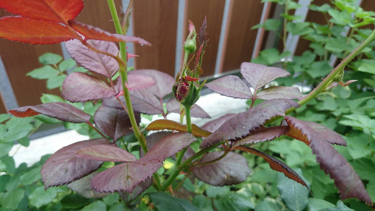 f:id:y-garden:20160609214404j:image f:id:y-garden:20160609214404j:image