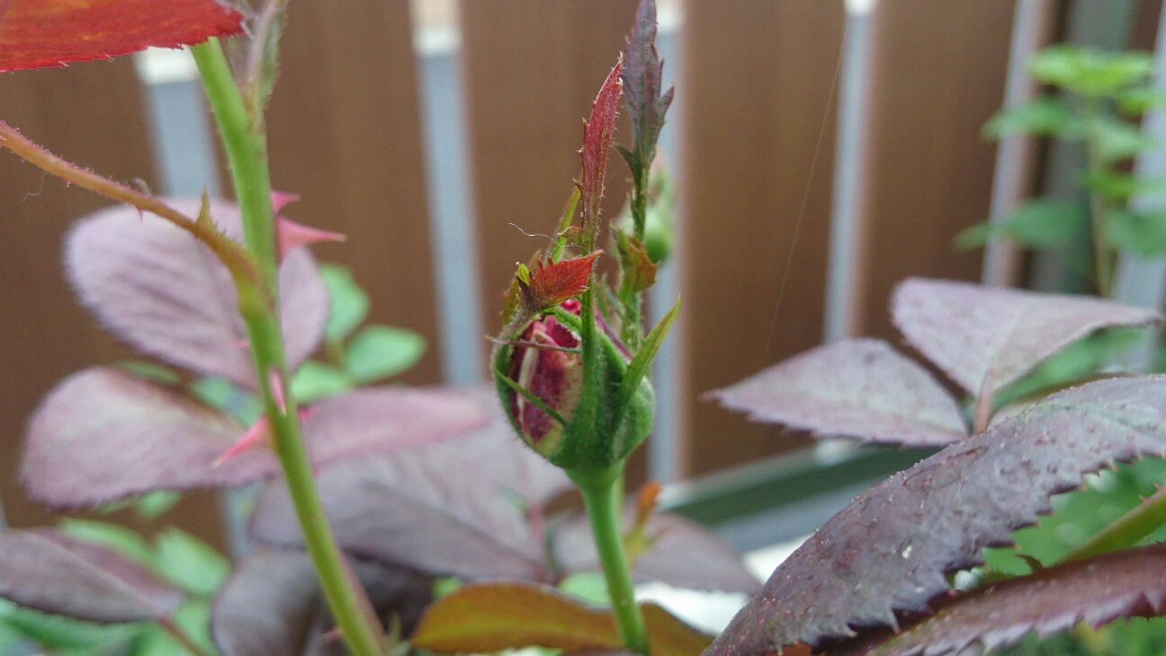 f:id:y-garden:20160609214703j:image f:id:y-garden:20160609214703j:image