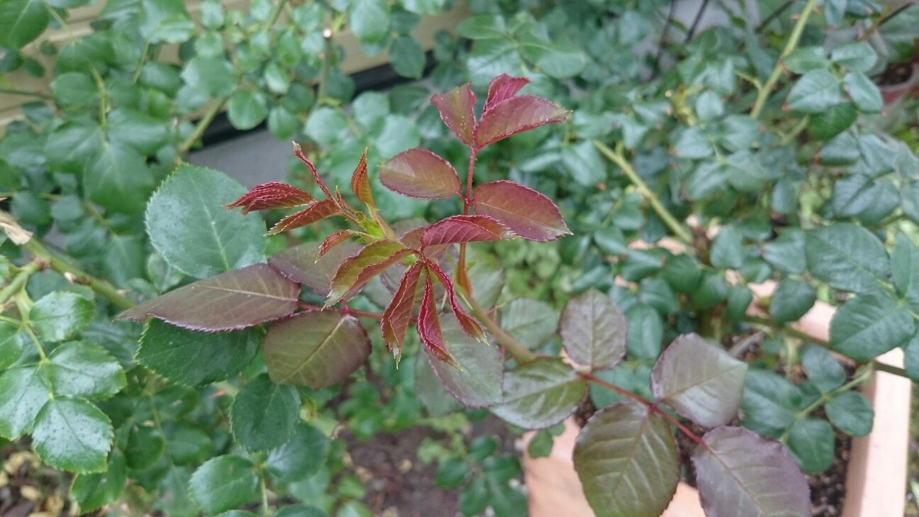 f:id:y-garden:20160609225001j:image f:id:y-garden:20160609225001j:image