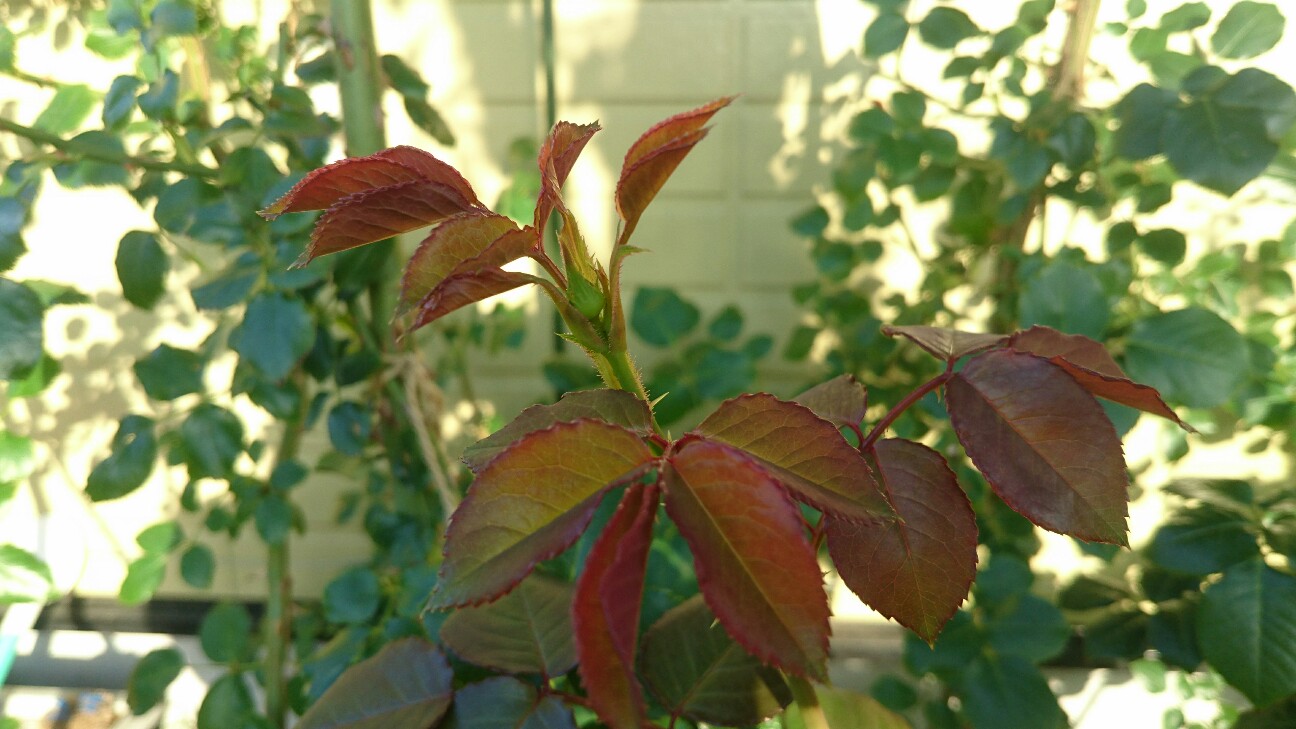 f:id:y-garden:20160610061036j:image f:id:y-garden:20160610061036j:image