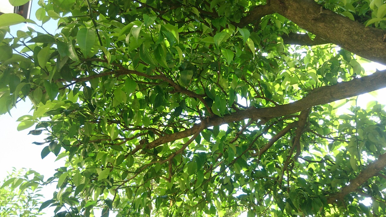 f:id:y-garden:20160610062510j:image f:id:y-garden:20160610062510j:image