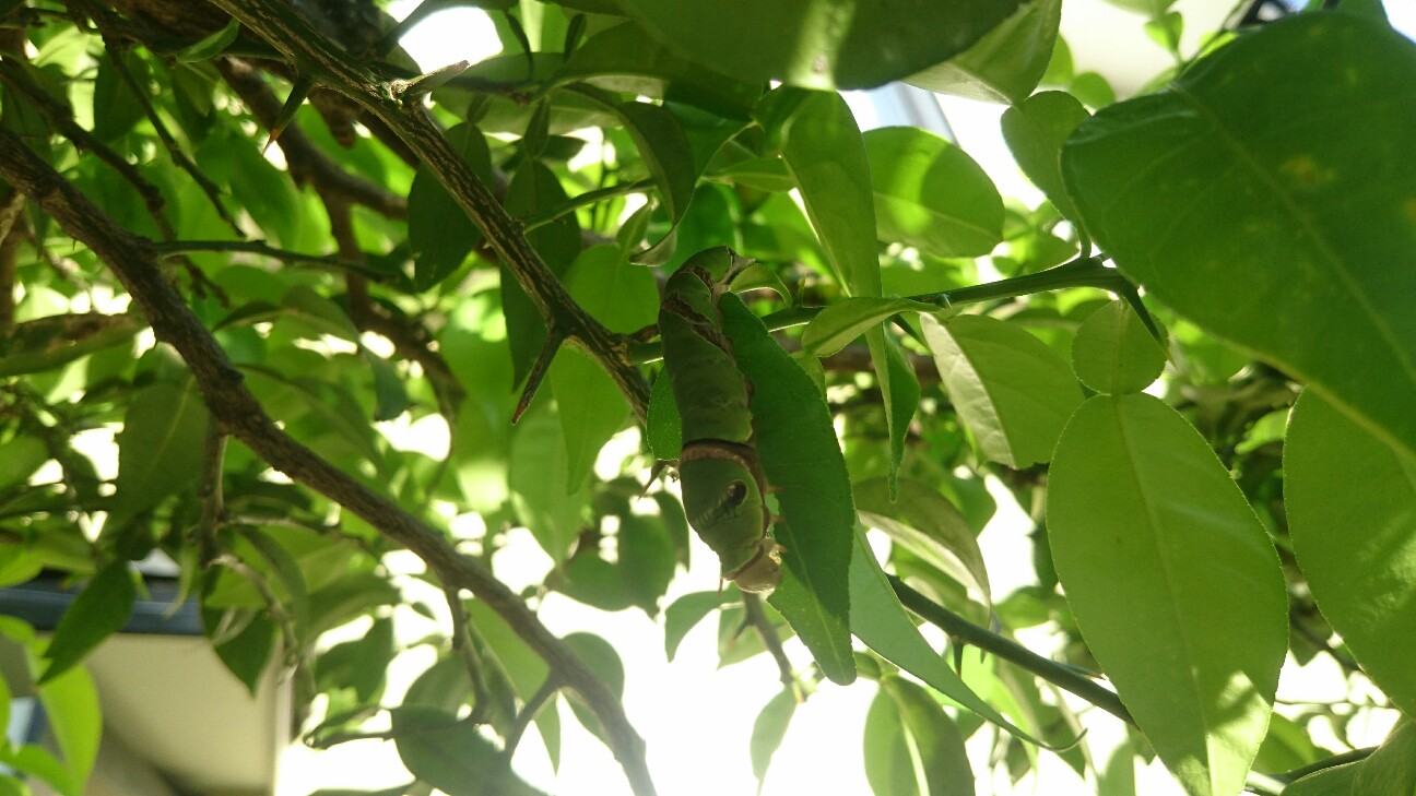 f:id:y-garden:20160610062617j:image f:id:y-garden:20160610062617j:image