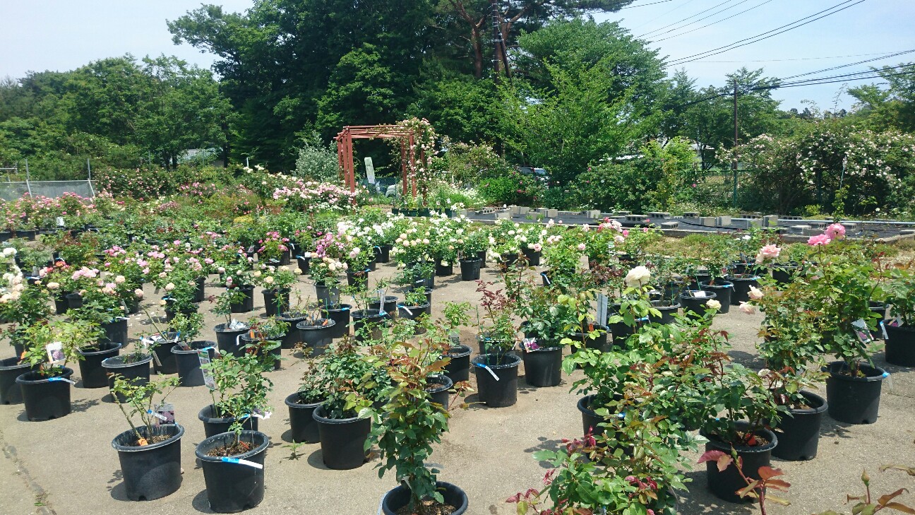 f:id:y-garden:20160611161420j:image f:id:y-garden:20160611161420j:image