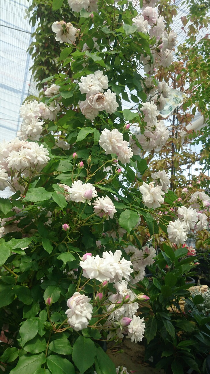 f:id:y-garden:20160611200907j:image f:id:y-garden:20160611200907j:image