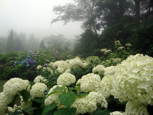 f:id:y-garden:20160613195517j:image f:id:y-garden:20160613195517j:image