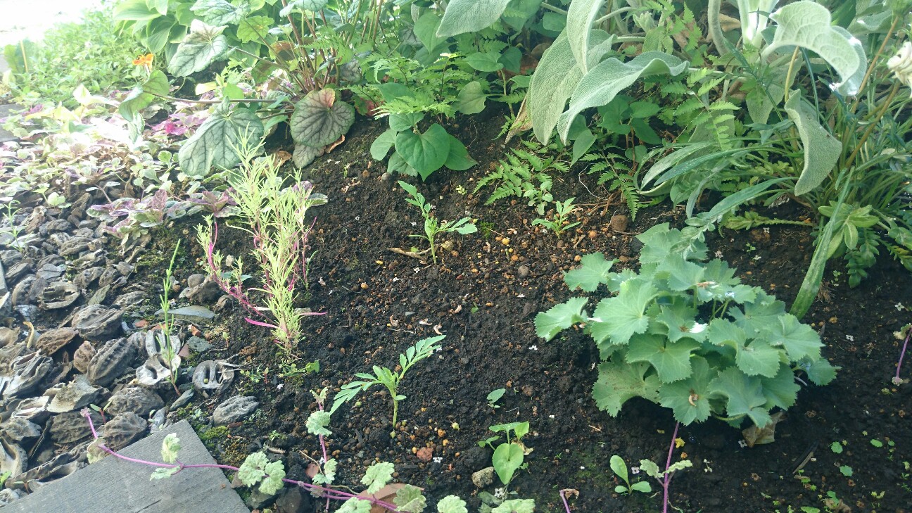 f:id:y-garden:20160614065311j:image f:id:y-garden:20160614065311j:image