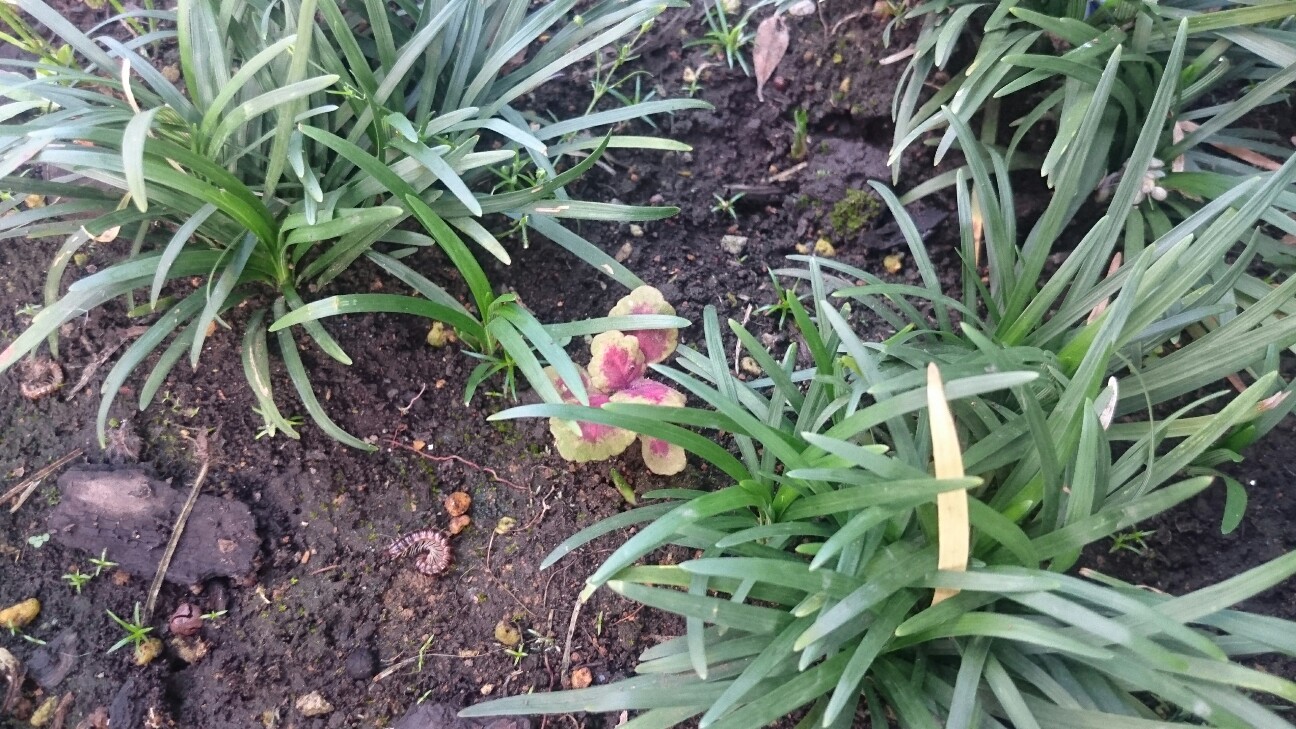 f:id:y-garden:20160614070224j:image f:id:y-garden:20160614070224j:image