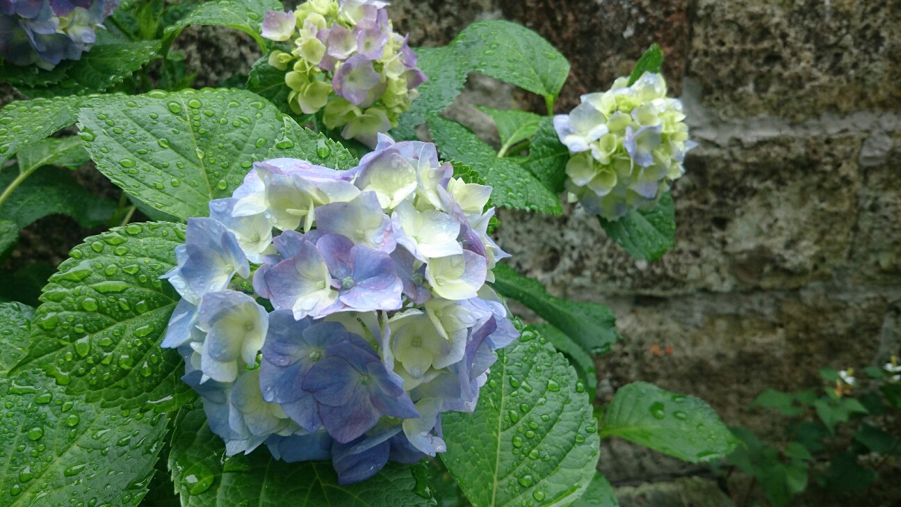 f:id:y-garden:20160615132123j:image f:id:y-garden:20160615132123j:image