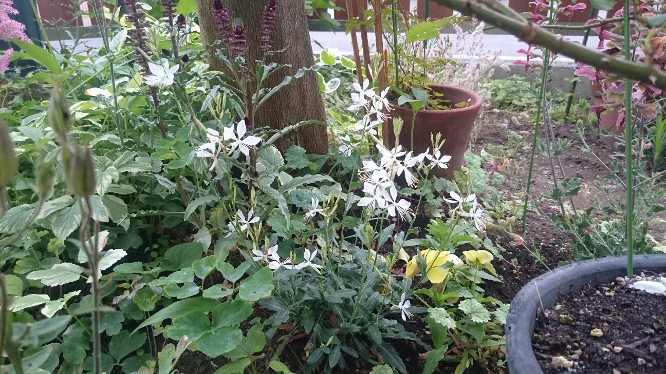 f:id:y-garden:20160617230429j:image f:id:y-garden:20160617230429j:image