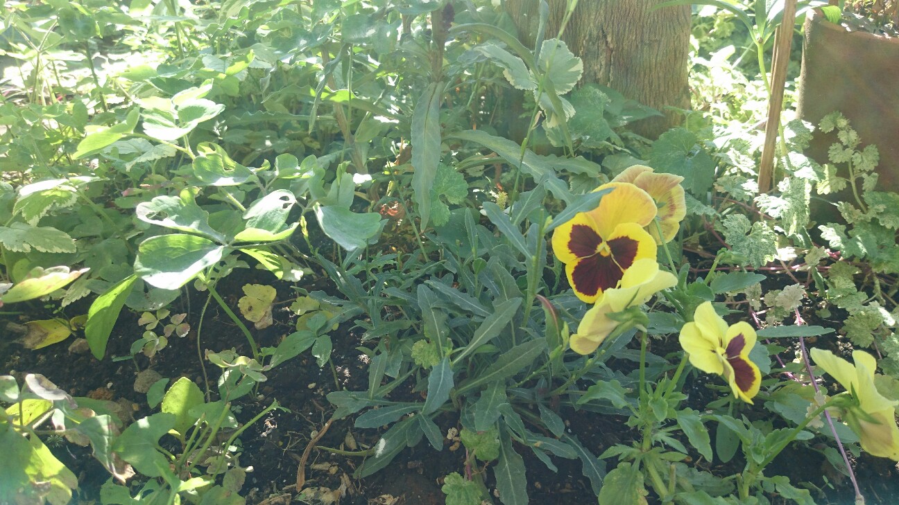 f:id:y-garden:20160618092935j:image f:id:y-garden:20160618092935j:image