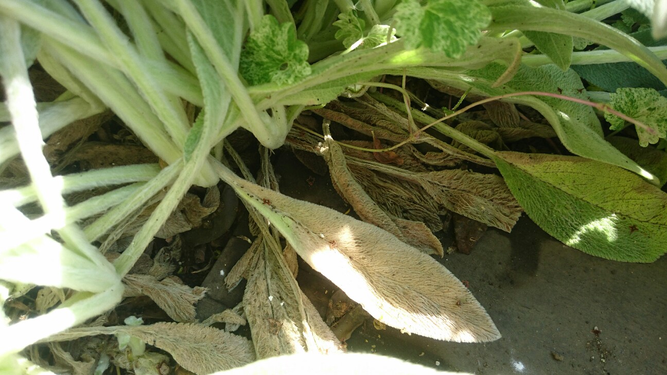 f:id:y-garden:20160618093123j:image f:id:y-garden:20160618093123j:image