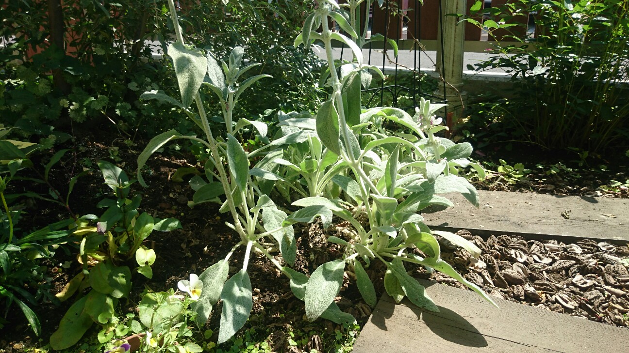 f:id:y-garden:20160618093646j:image f:id:y-garden:20160618093646j:image