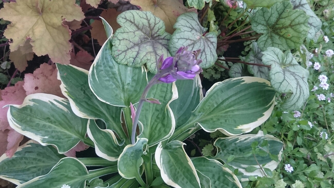 f:id:y-garden:20160618184538j:image